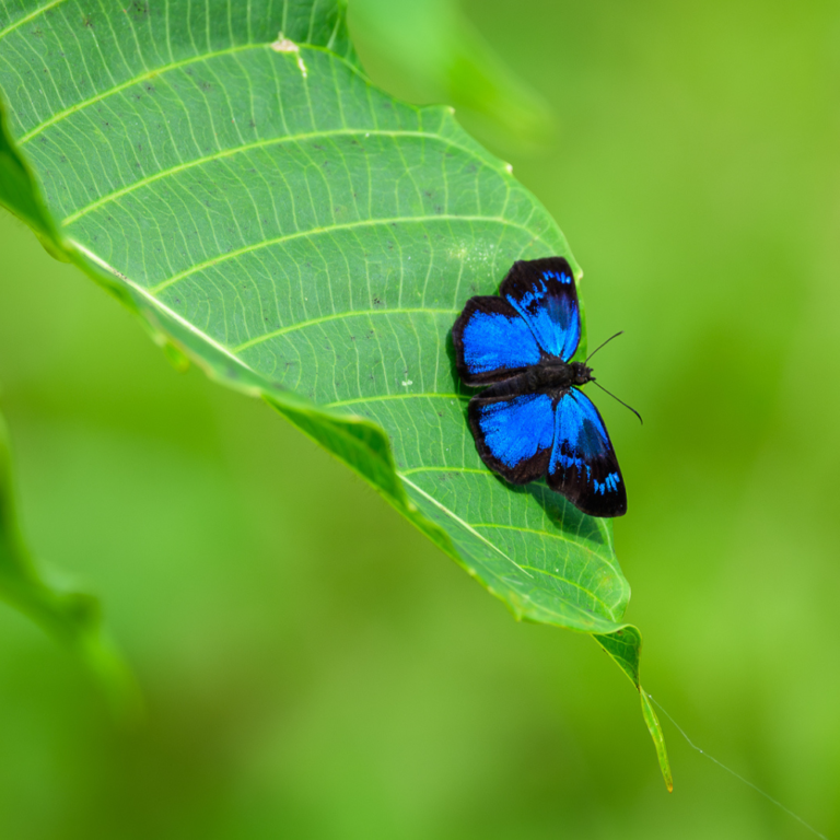 Inner Flight Retreat - Ayahuasca Retreat Costa rica