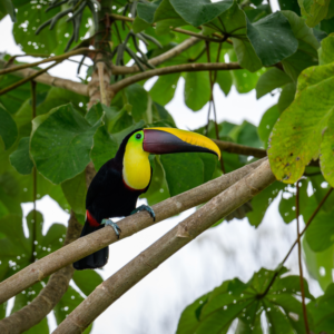 Inner Flight Retreat - Ayahuasca Retreat Costa rica