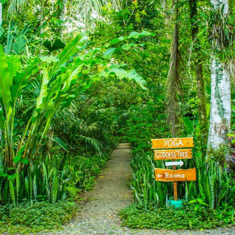 Inner Flight Retreat - Ayahuasca Retreat Costa rica